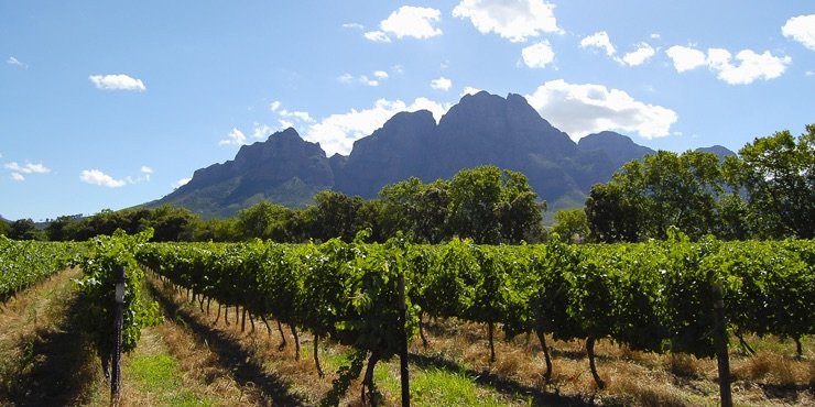 Vineyard in IRONMAN 70.3 South Africa