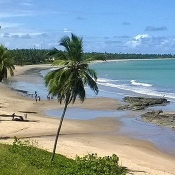 Palm tree beach view at IM703 Maceio