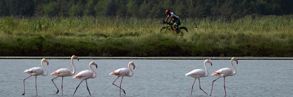 A single 5150 Cervia athlete biking through the countryside next to six flamingos standing in the water