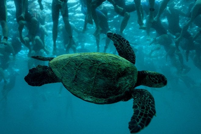Turtle under water IM World Championships