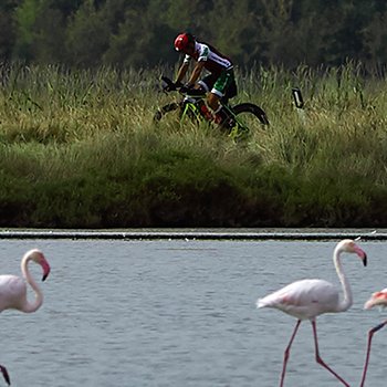 Athlete on his bike passing by flamingos at 5150 Cervia in Emilia-Romagna, Italy